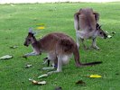 Känguruh mit Kind im Beutel