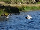 Pelikane bei Denmark