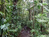 Dschungel (Dominica)