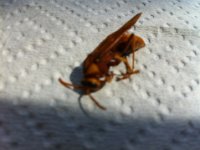 IMG 2316  Wespe, tut nicht gut wenn man drauftritt!
