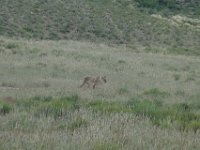 Löwen im Kgalagadi Park