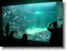 IMGP1878 * Sydney: Aquarium * 2560 x 1920 * (1.59MB)